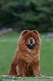 CHOW CHOW 759